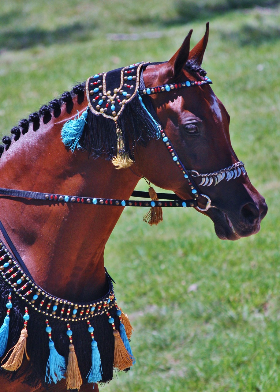 Image - arabian arabian horses horses horse