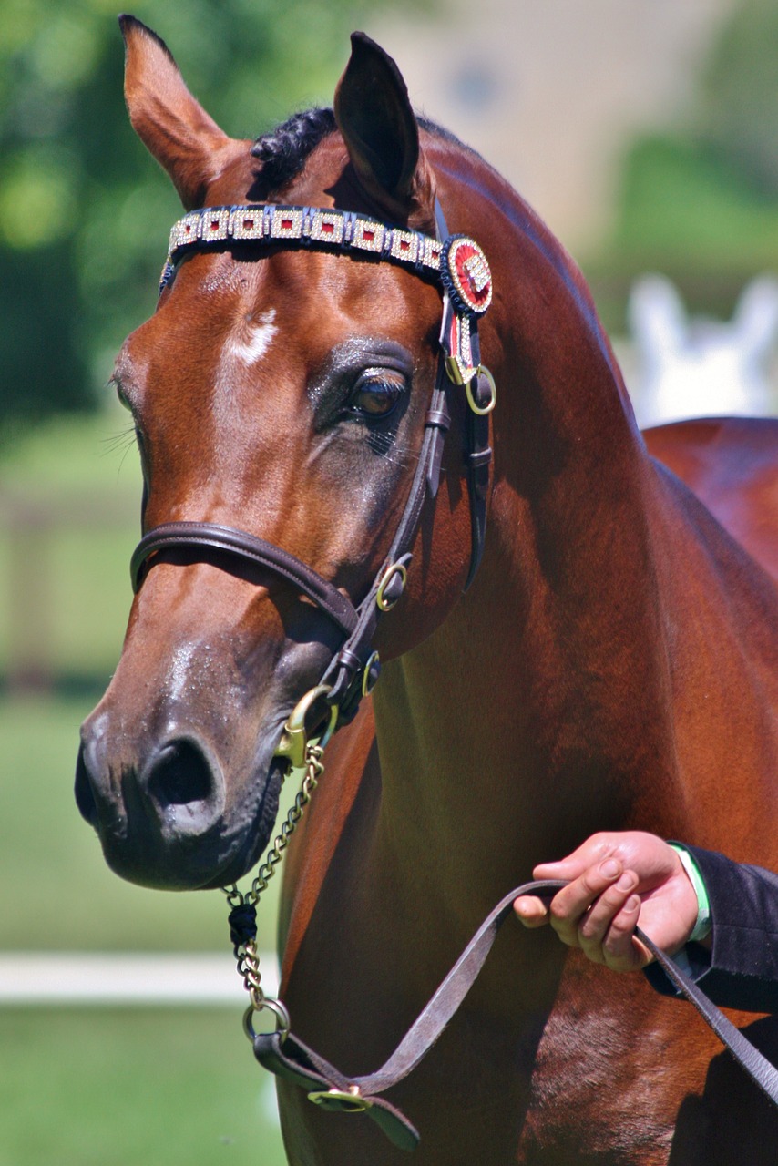 Image - arabian stallion bay pony bridle