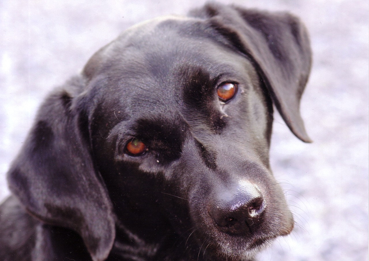 Image - labrador black dog animal pet