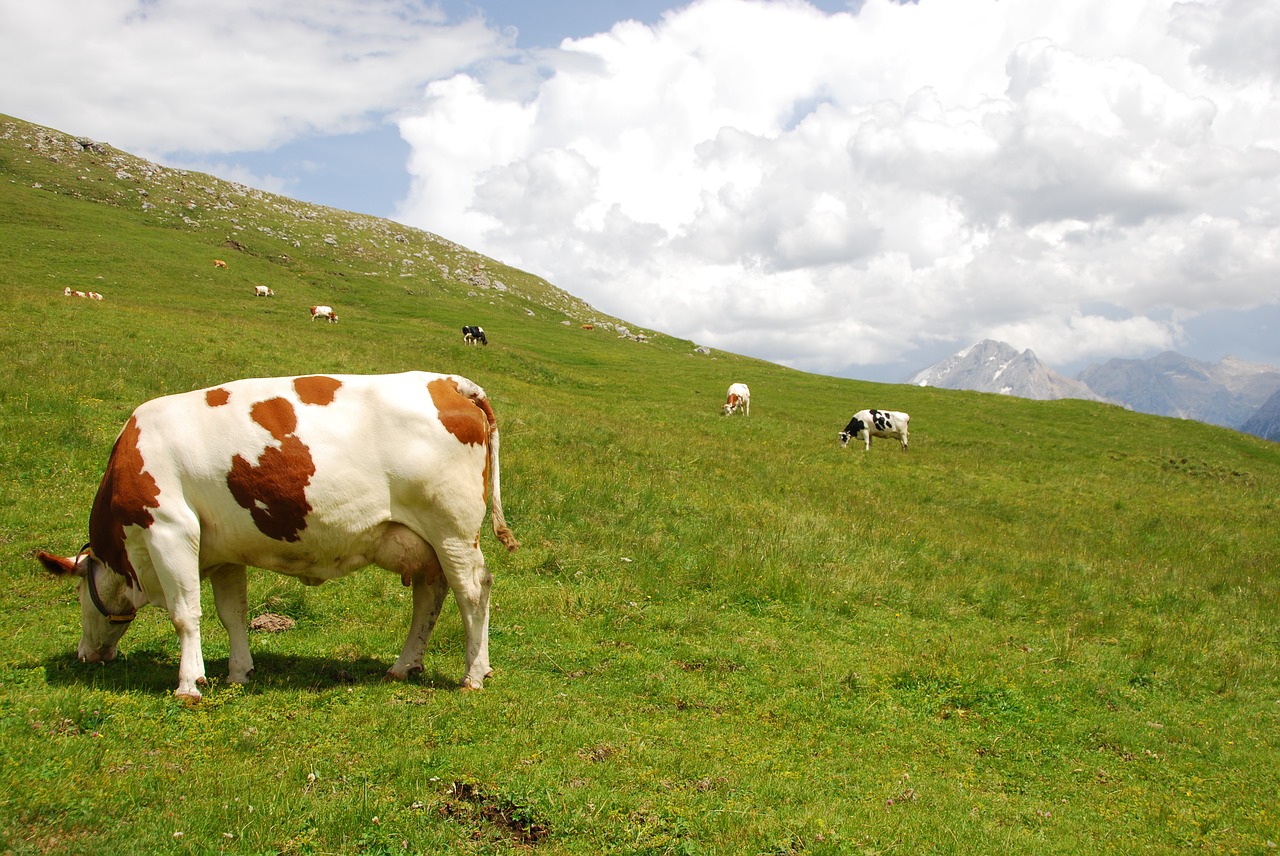 Image - cows pasture mountain prato