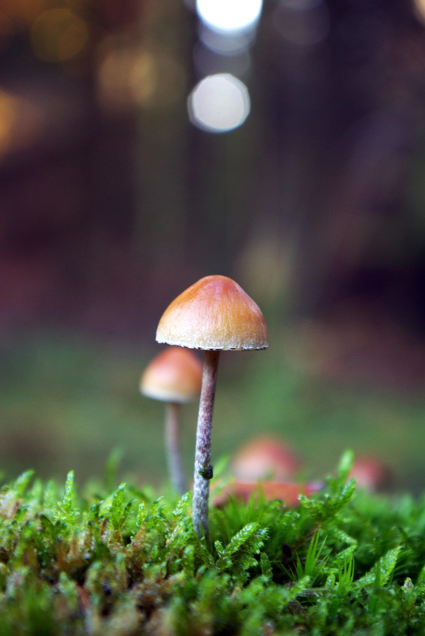 Image - mushroom forest nature autumn