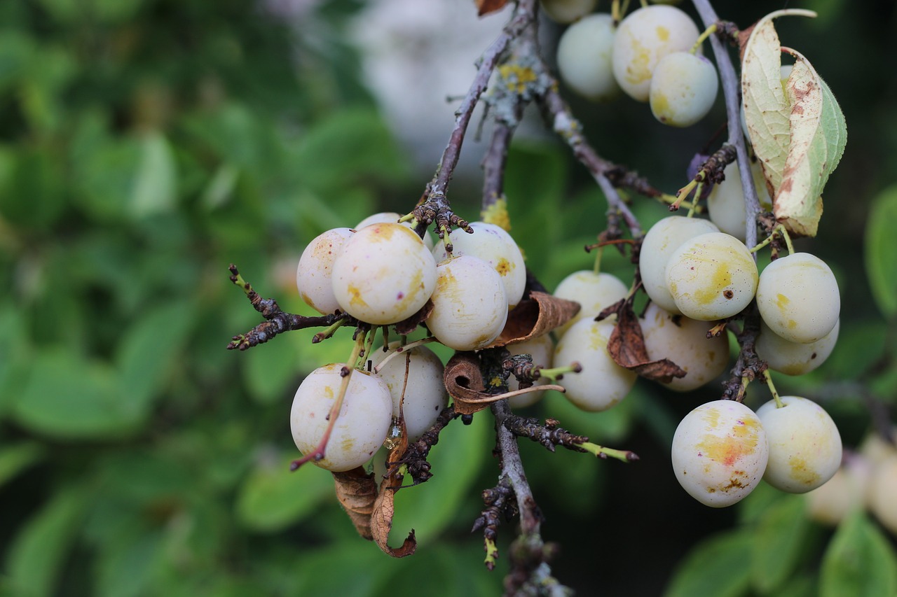 Image - mirabelle tree fruit summer time