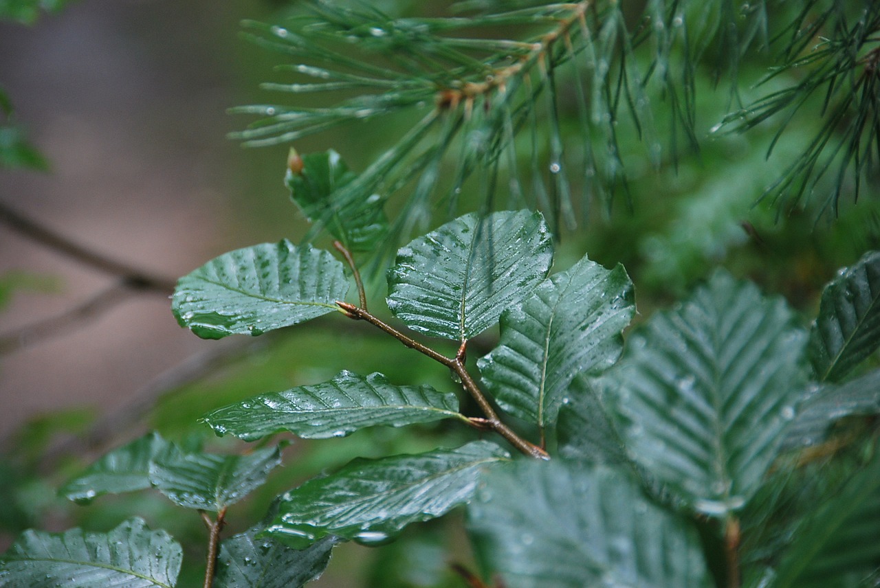 Image - rain tree leaves nature fir