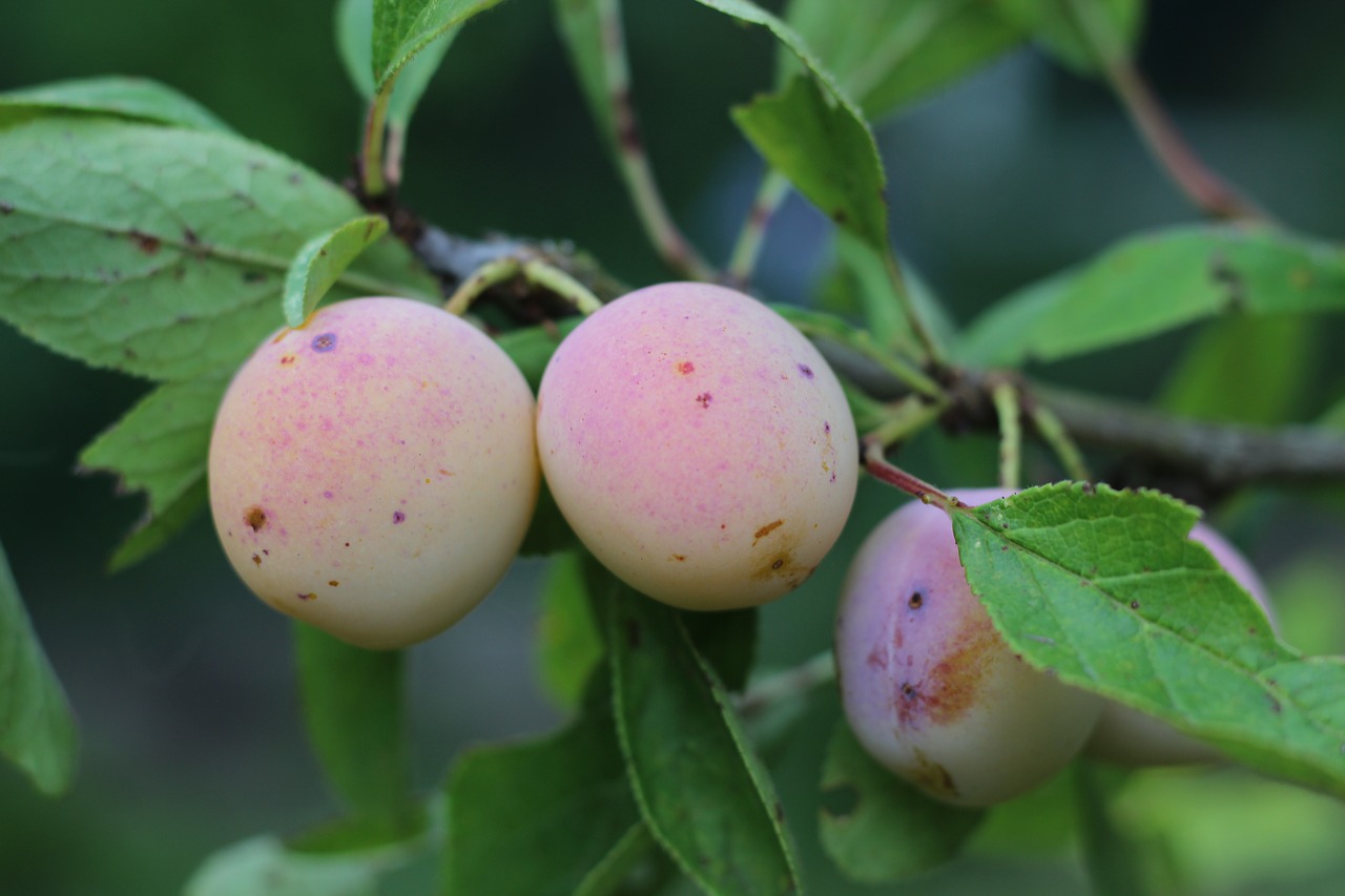 Image - mirabelle tree fruit summer time