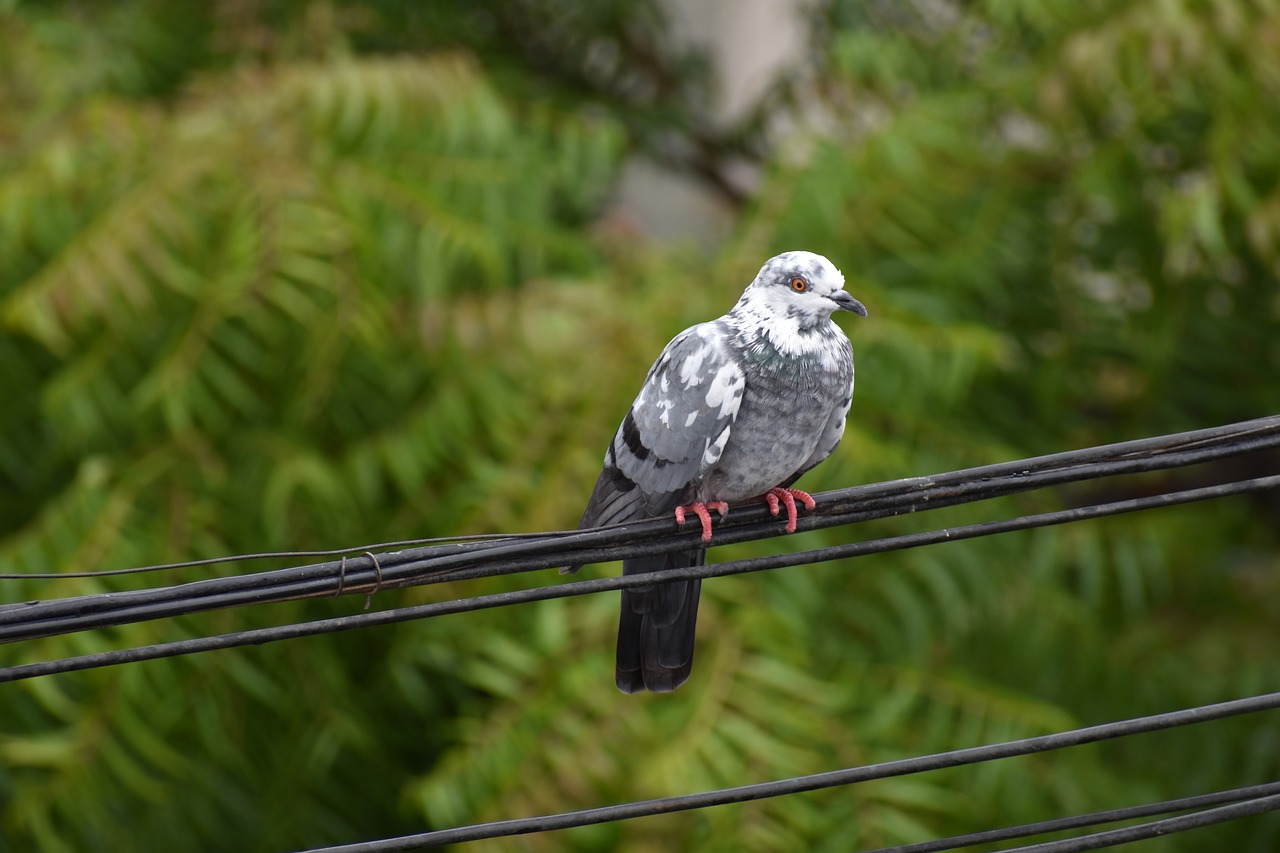 Image - black and white pigeon feral pigeon