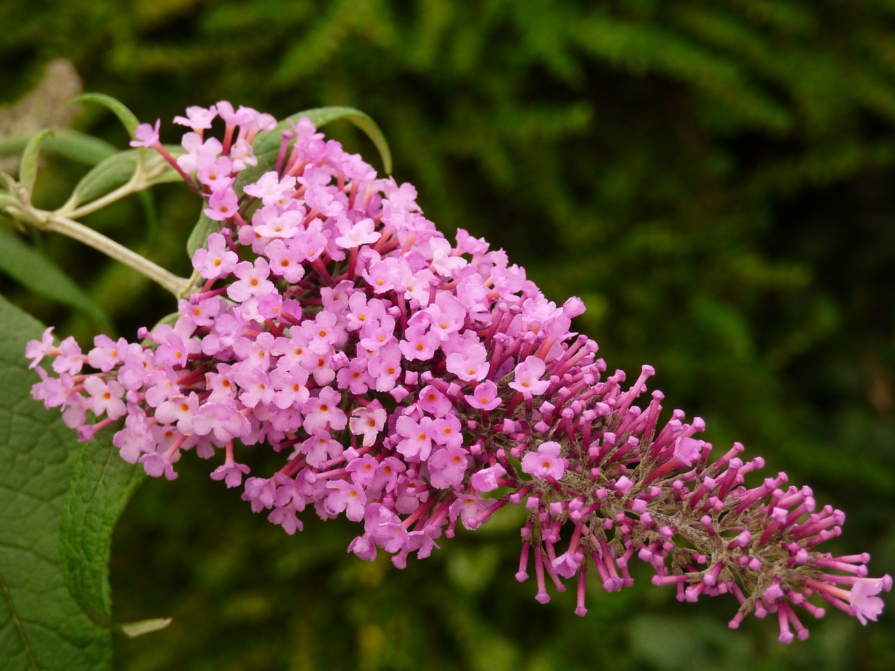 Image - flower shrub lilac summer purple