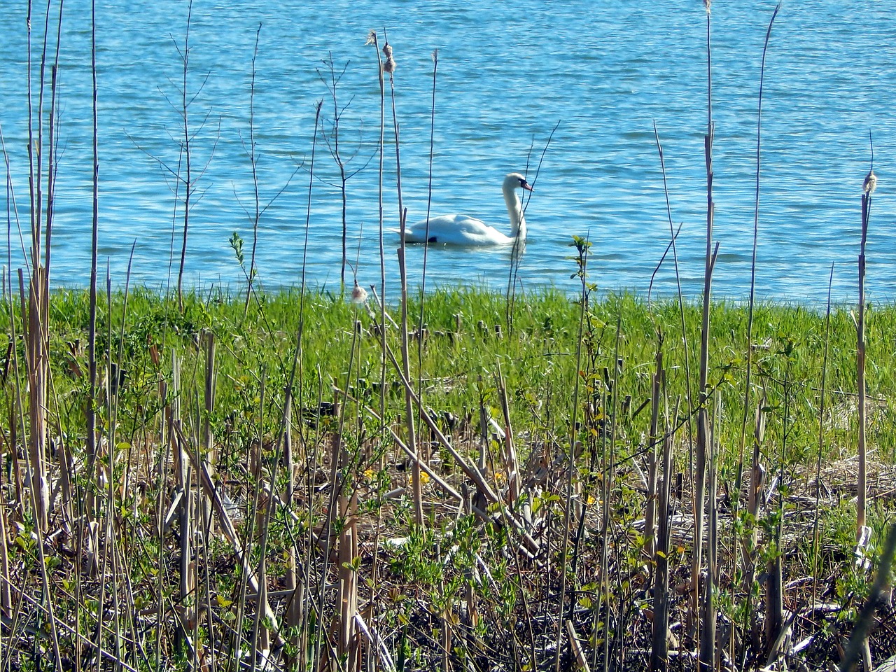 Image - espoo swan bird