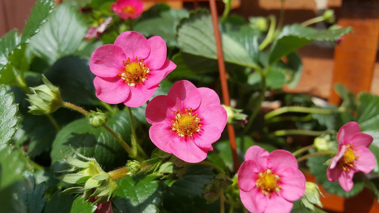 Image - strawberry flower