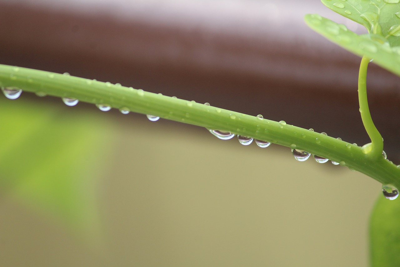 Image - tinospora cordifolia