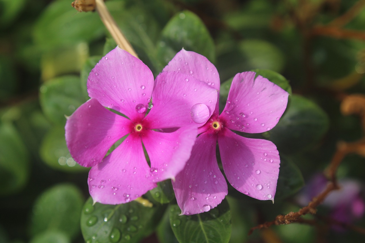 Image - perivincle flower rain