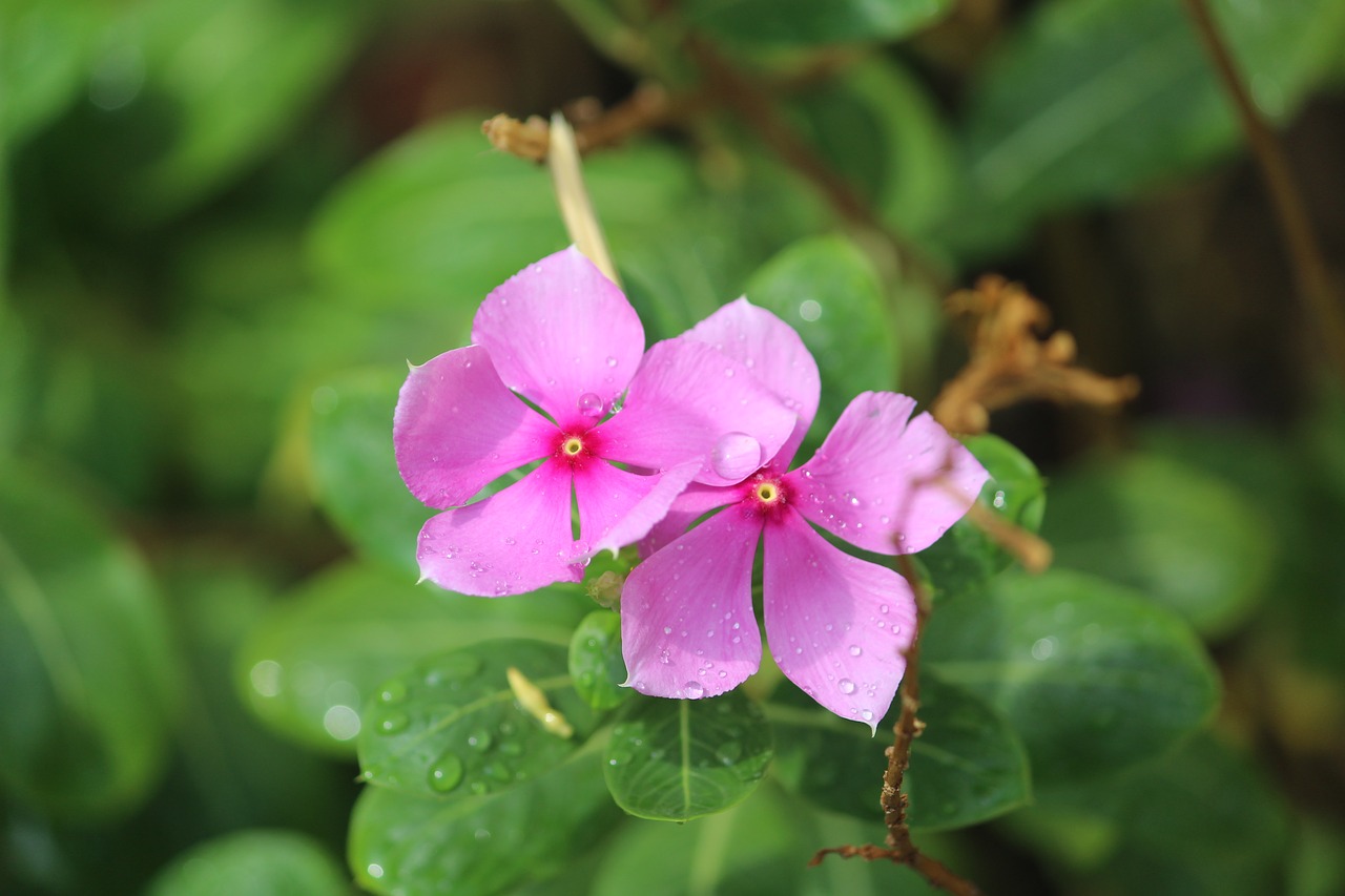 Image - perivincle flower two rain