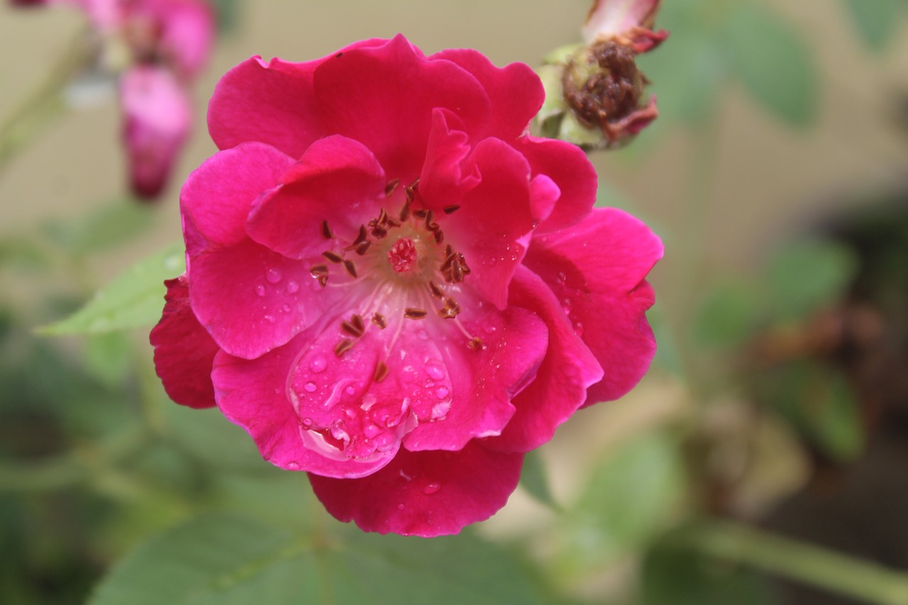 Image - rose flower red rainy day