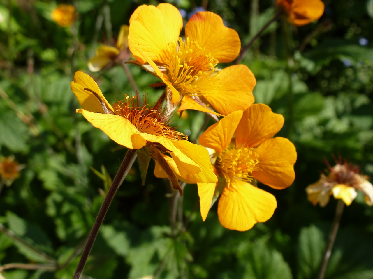 Image - nelkwurz yellow orange gartenstaude