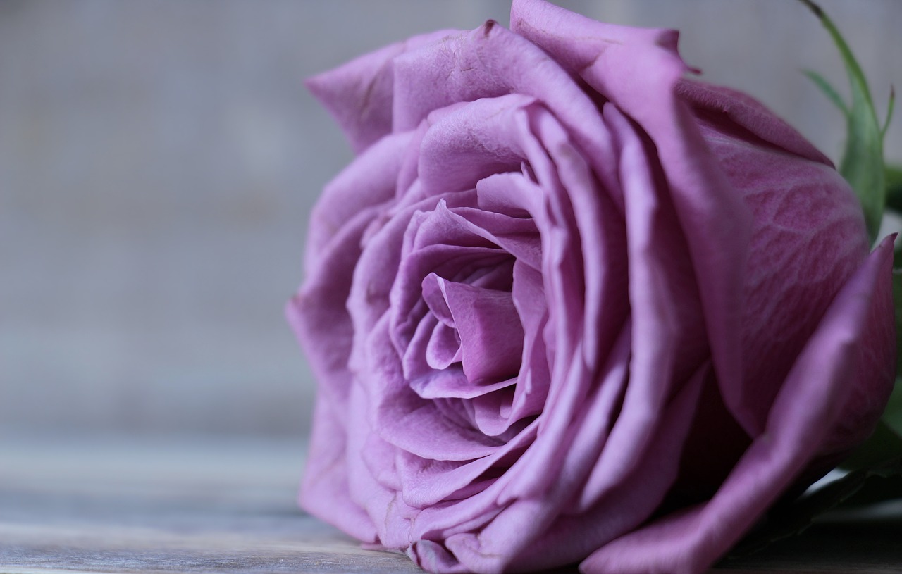 Image - rose floribunda rose bloom blossom