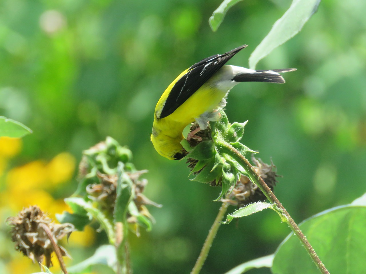 Image - goldfinch sunflowers bird yellow