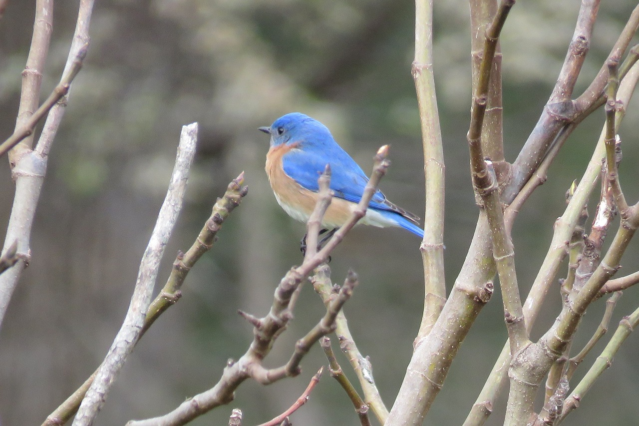 Image - bird blue nature wildlife songbird