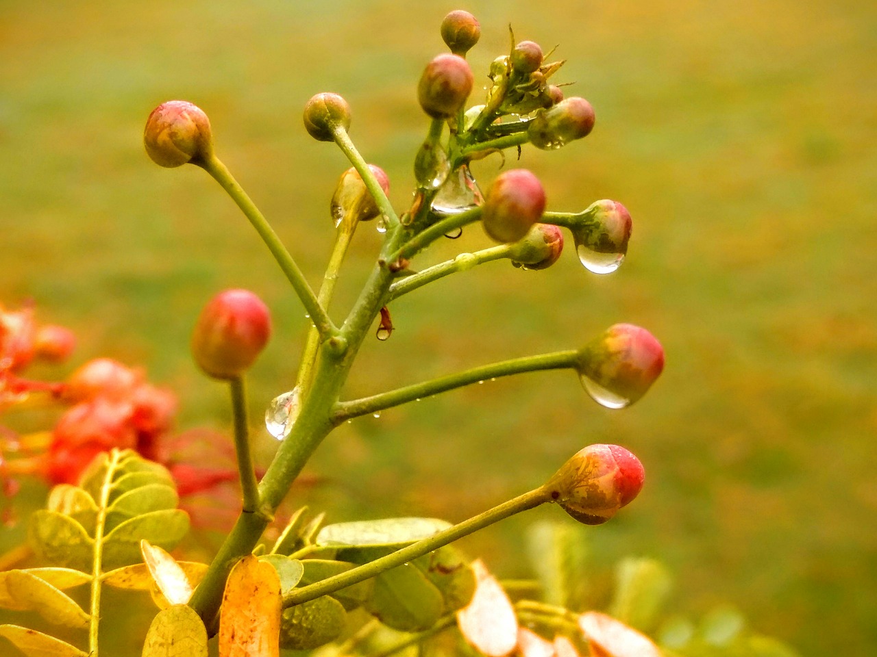 Image - dew dew drops flower fruits drops