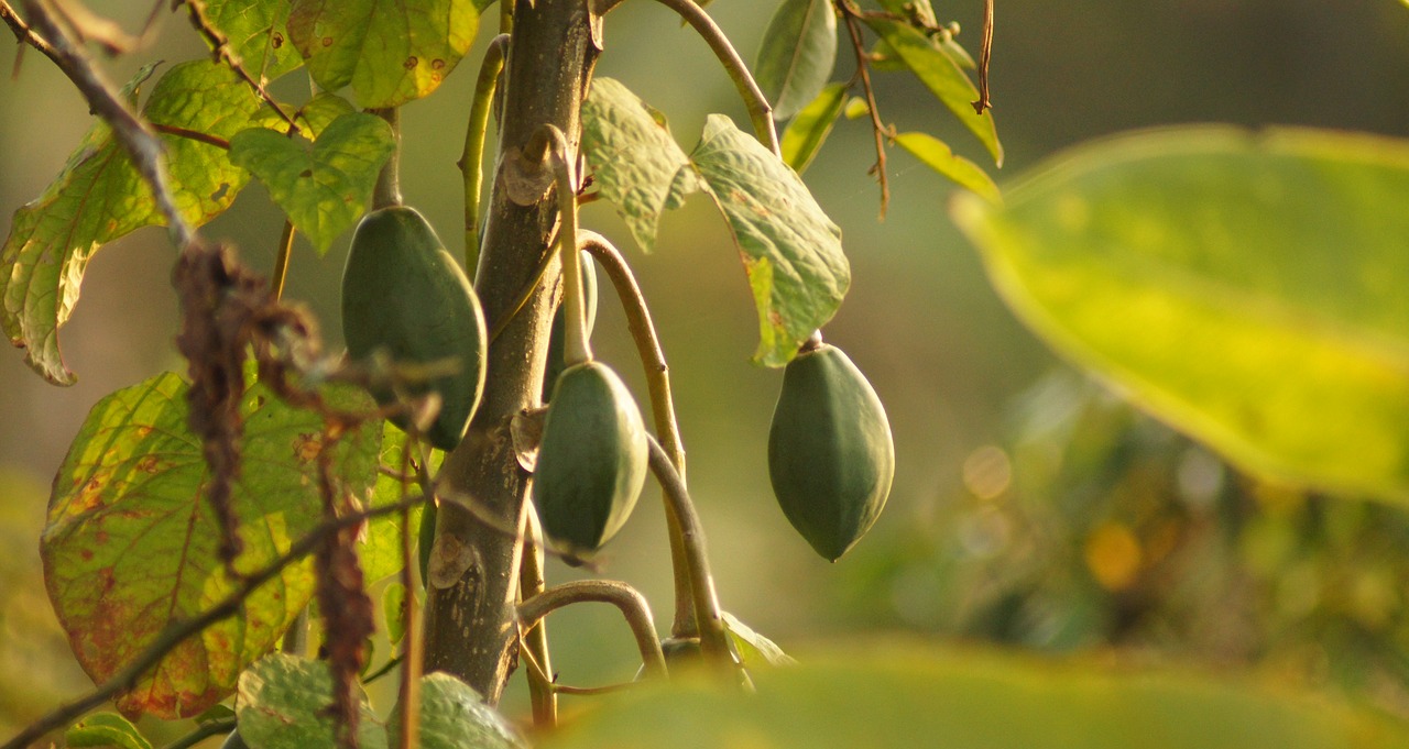 Image - nature fruit tropical papaya