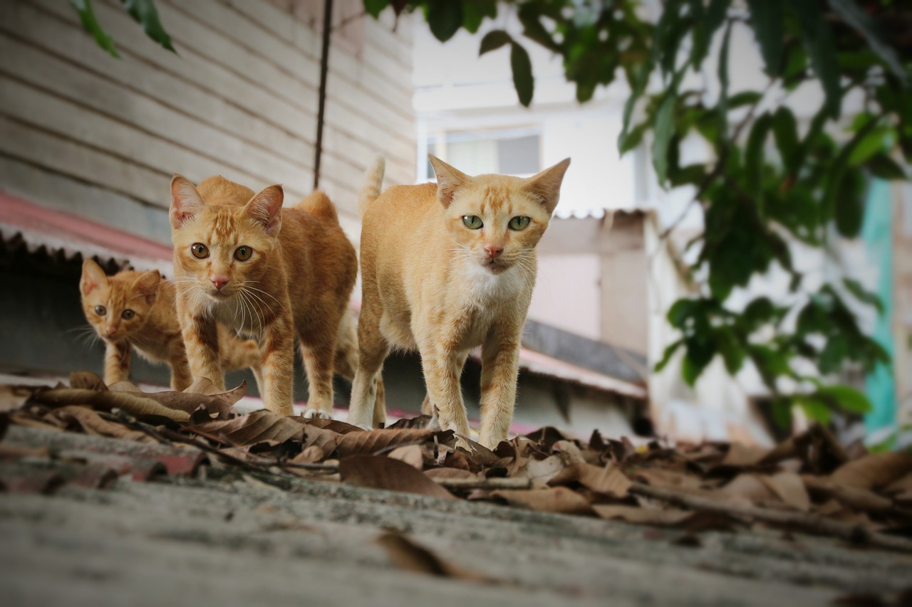 Image - cat walk three