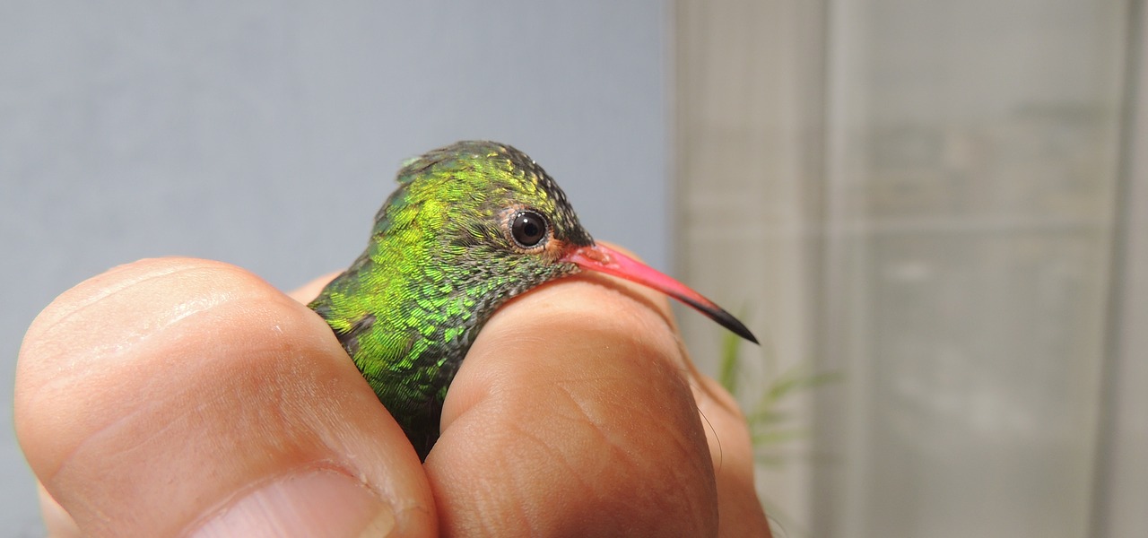 Image - nature avez hummingbird tominejo