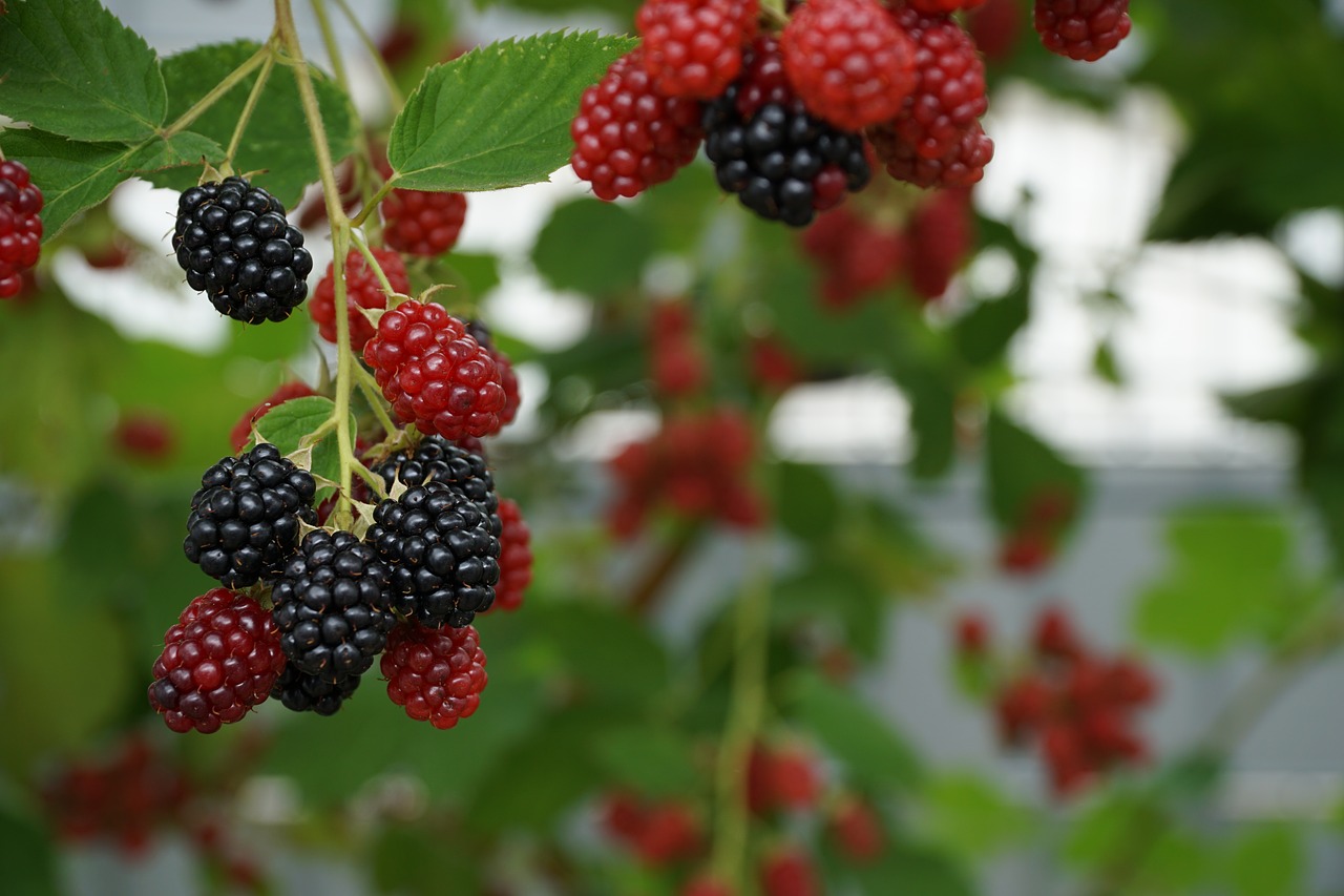 Image - berries nature red berry red plant