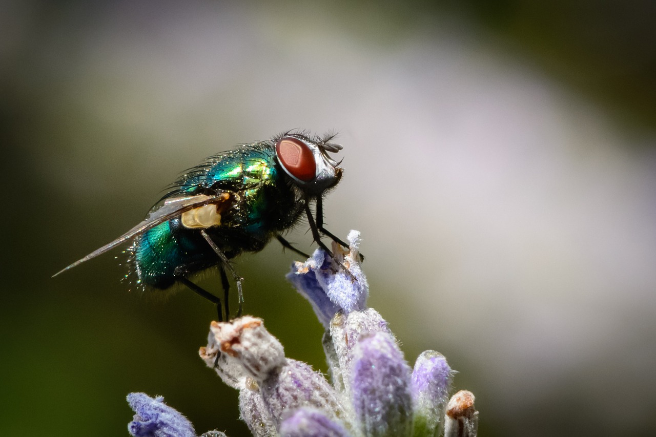 Image - insect fly bug nature pest wing