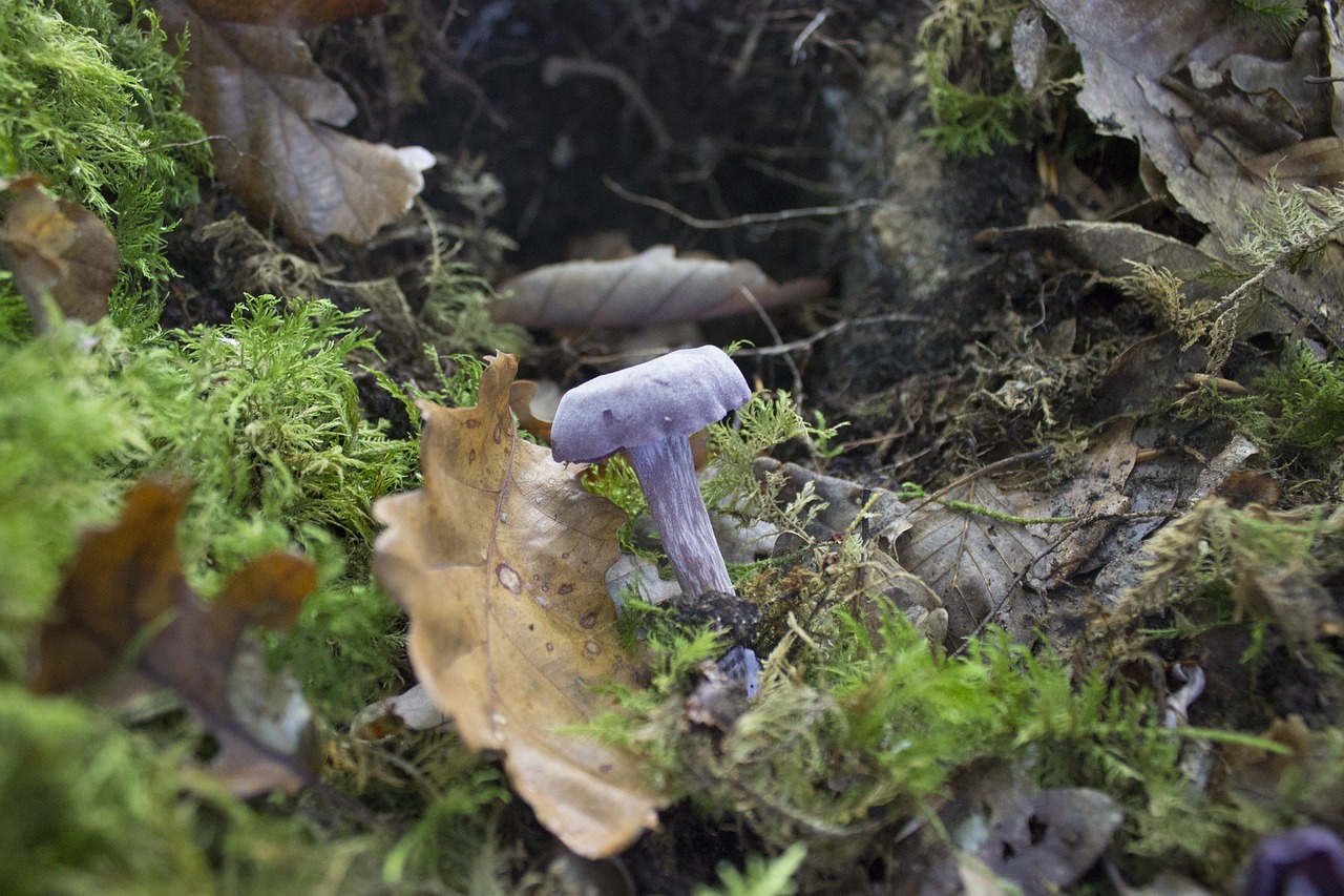 Image - fungus red mushroom white nature