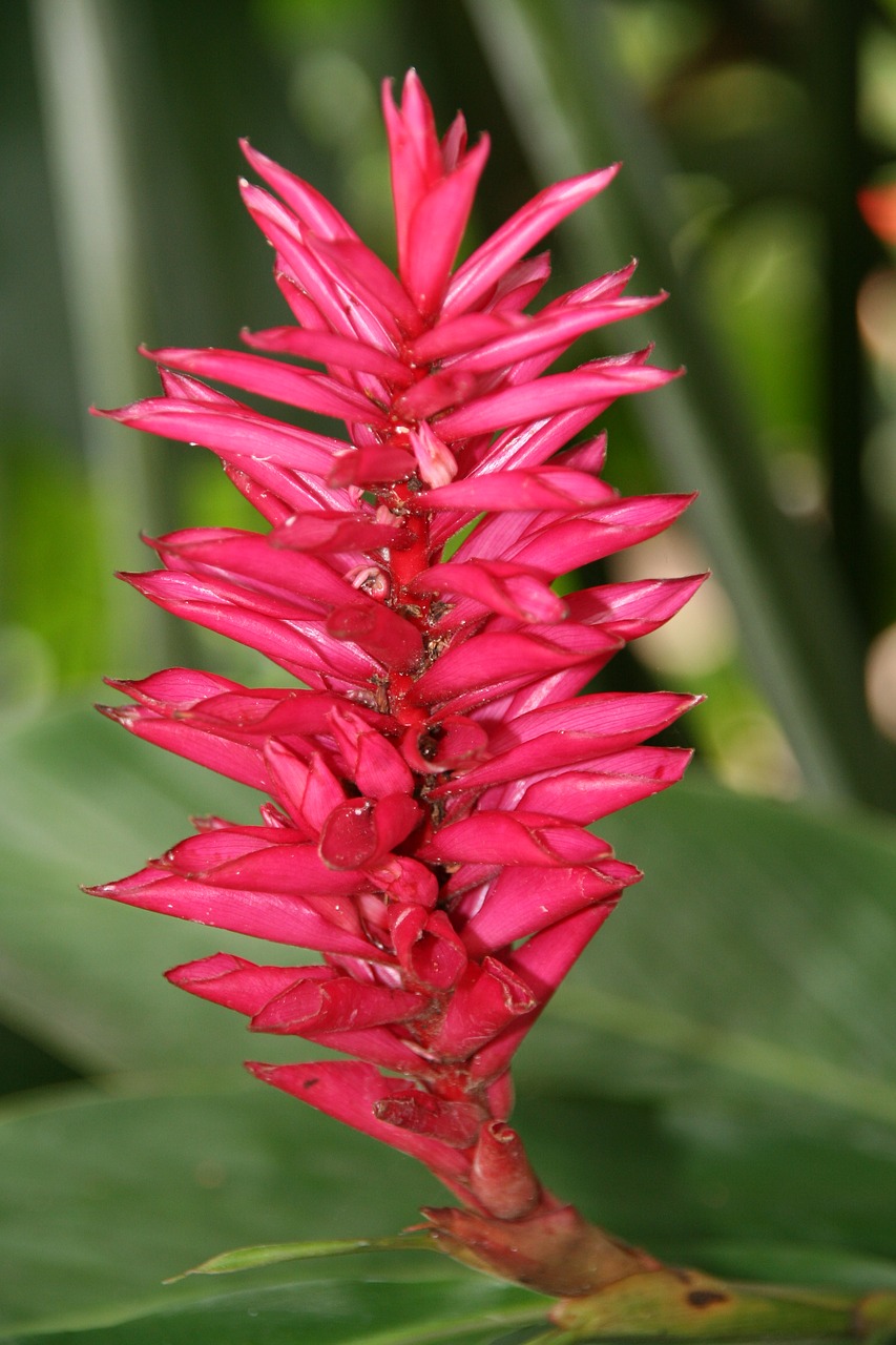 Image - alpinia tropical flower guadeloupe