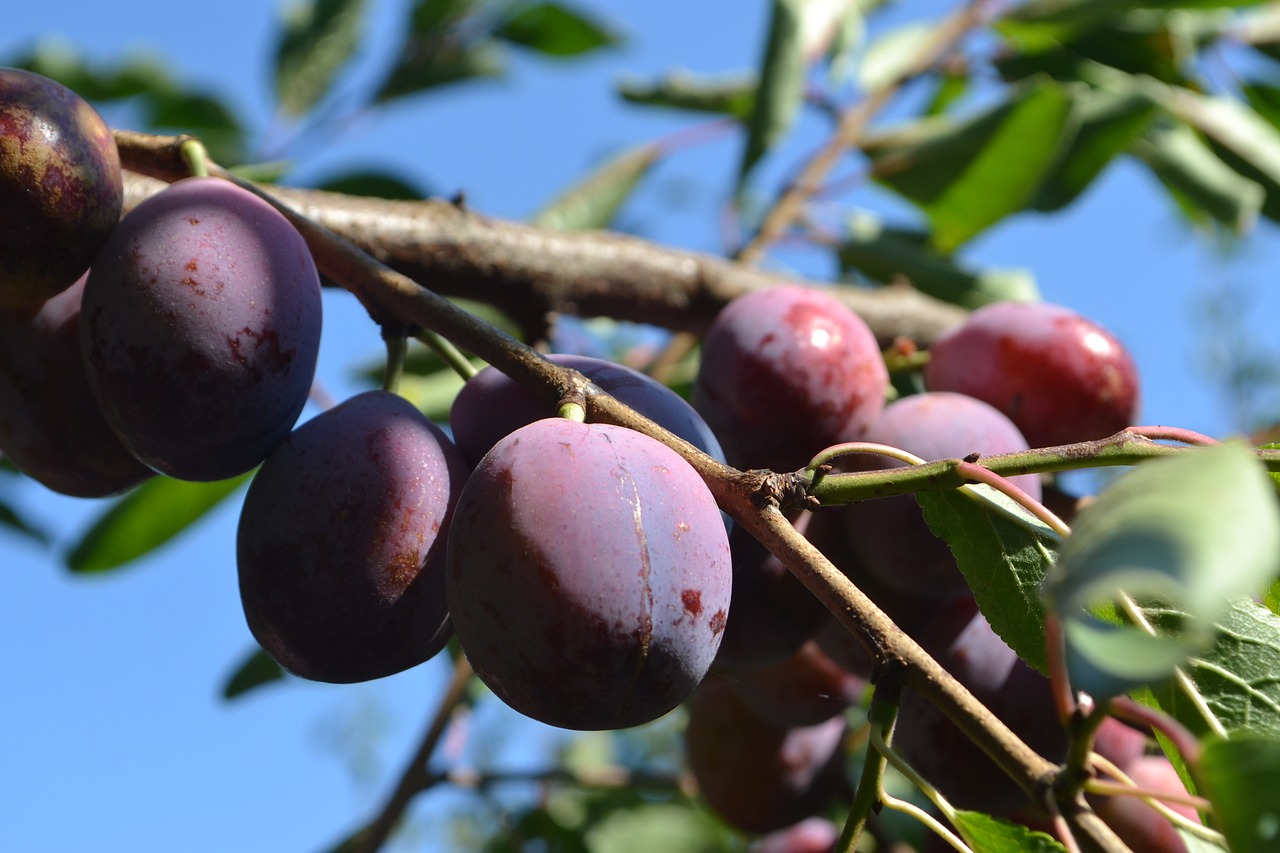 Image - cultivation plums organic