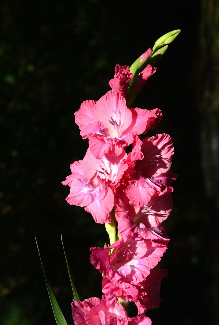 Image - gladiolus gladidus
