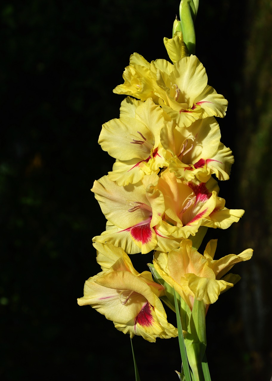 Image - gladiolus gladidus