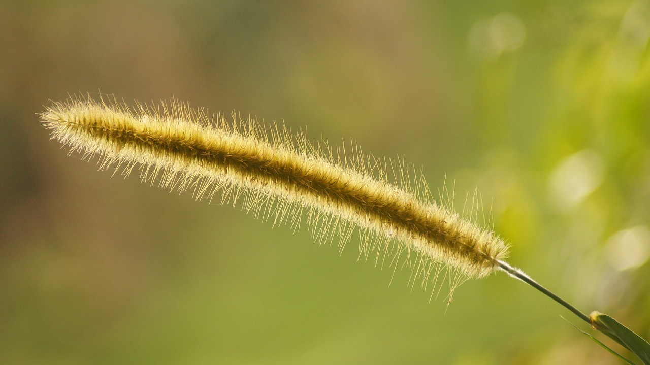 Image - landscape spike weed the field