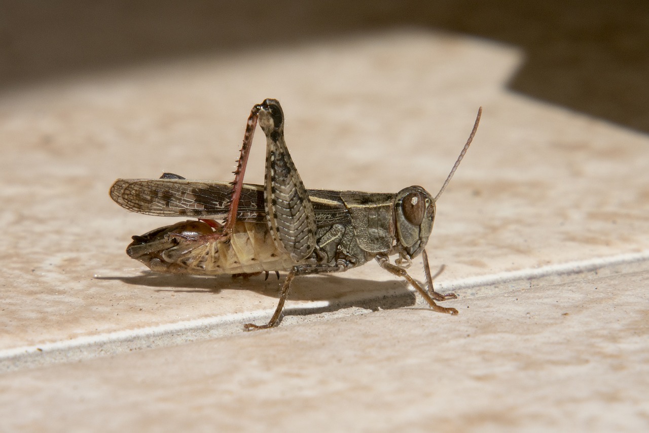 Image - koník grasshopper insects nature