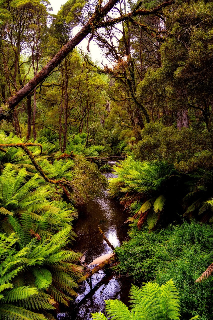 Image - australia forest trees woods