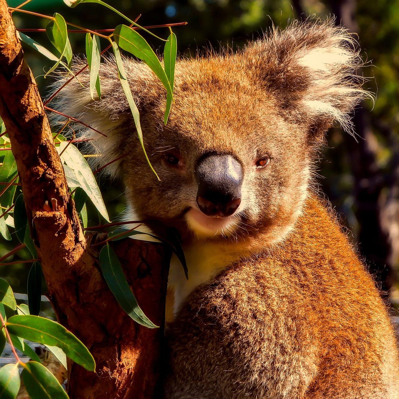 Image - koala animal wildlife macro