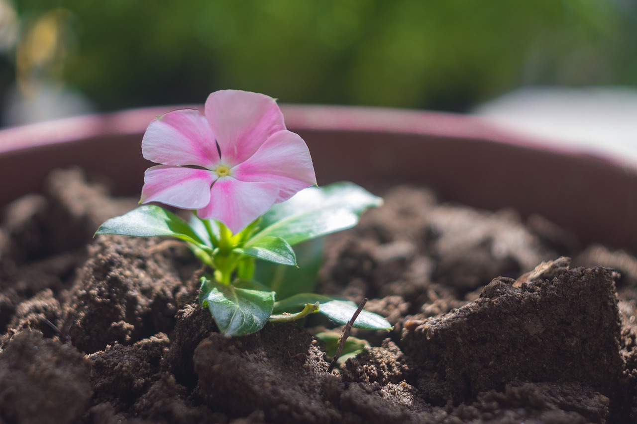 Image - flower flowerpot terry spring