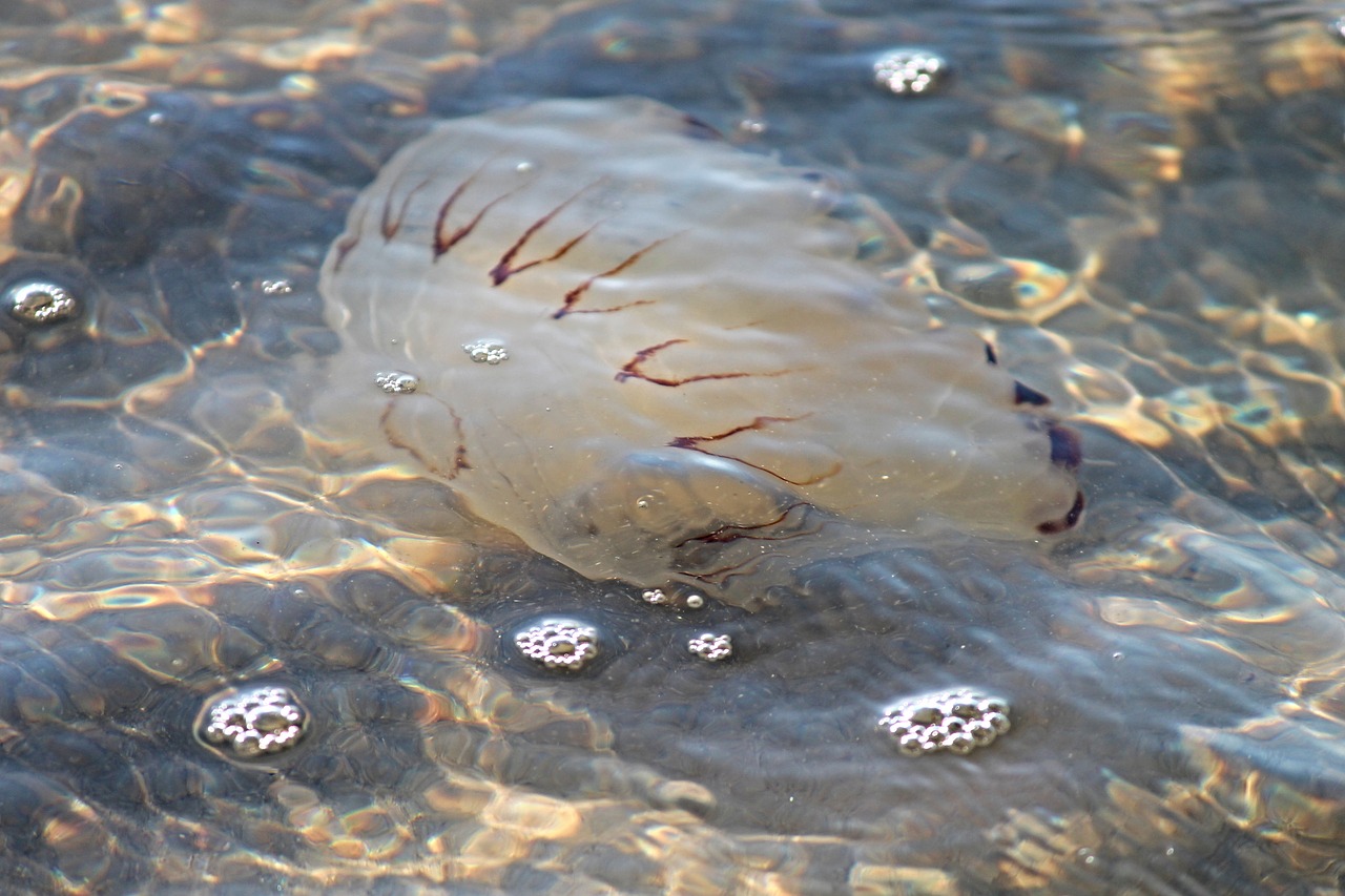 Image - compass jellyfish jellyfish