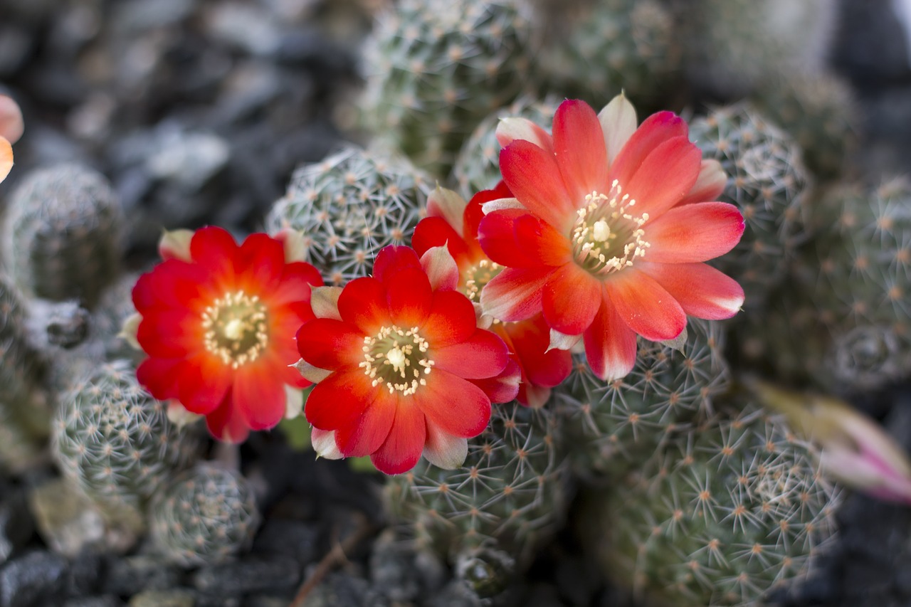 Image - cactus flower rebutia plant