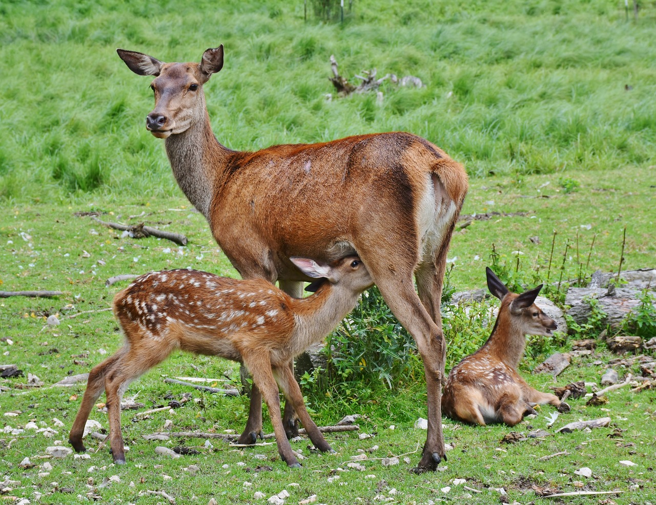 Image - roe deer kitz wild forest red deer