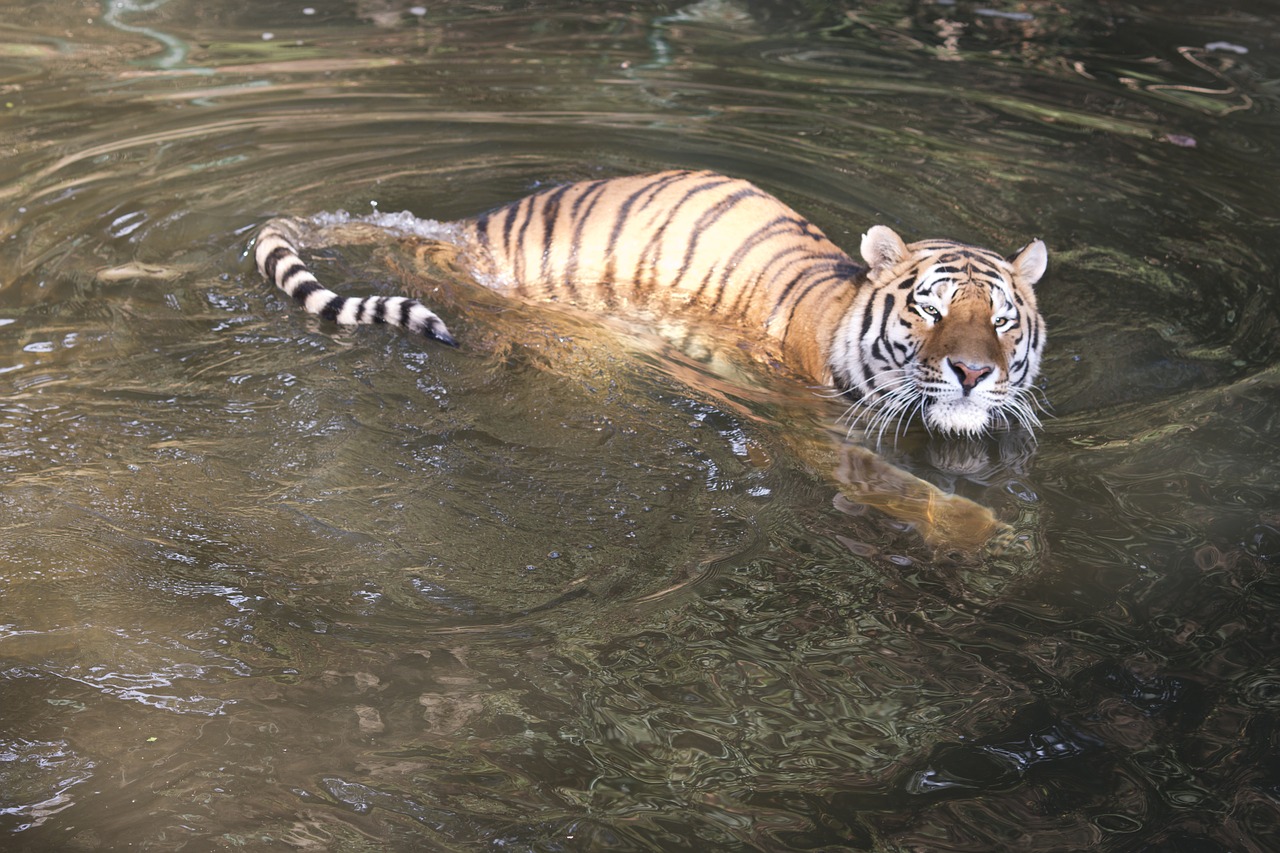 Image - tiger pilsen zoo water swim animal