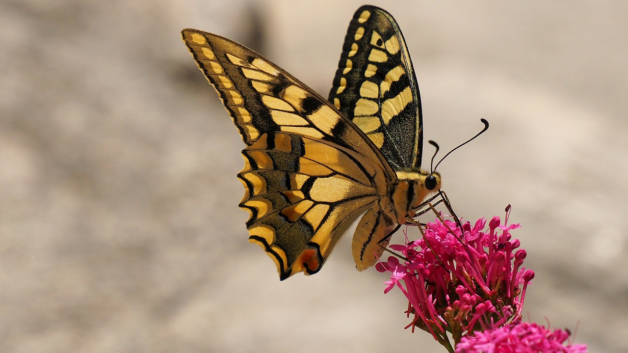 Image - nature butterfly insects