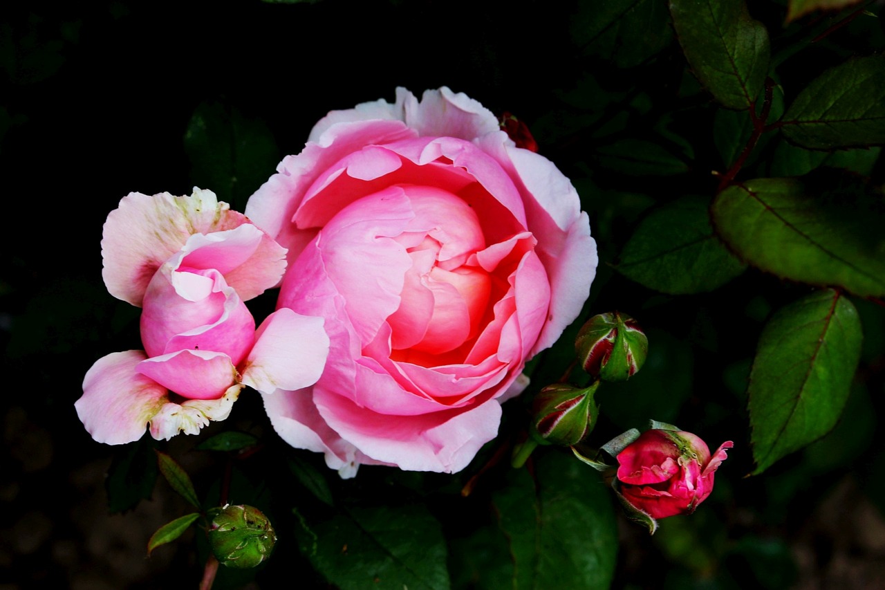 Image - flower pink rose full bloom foliage