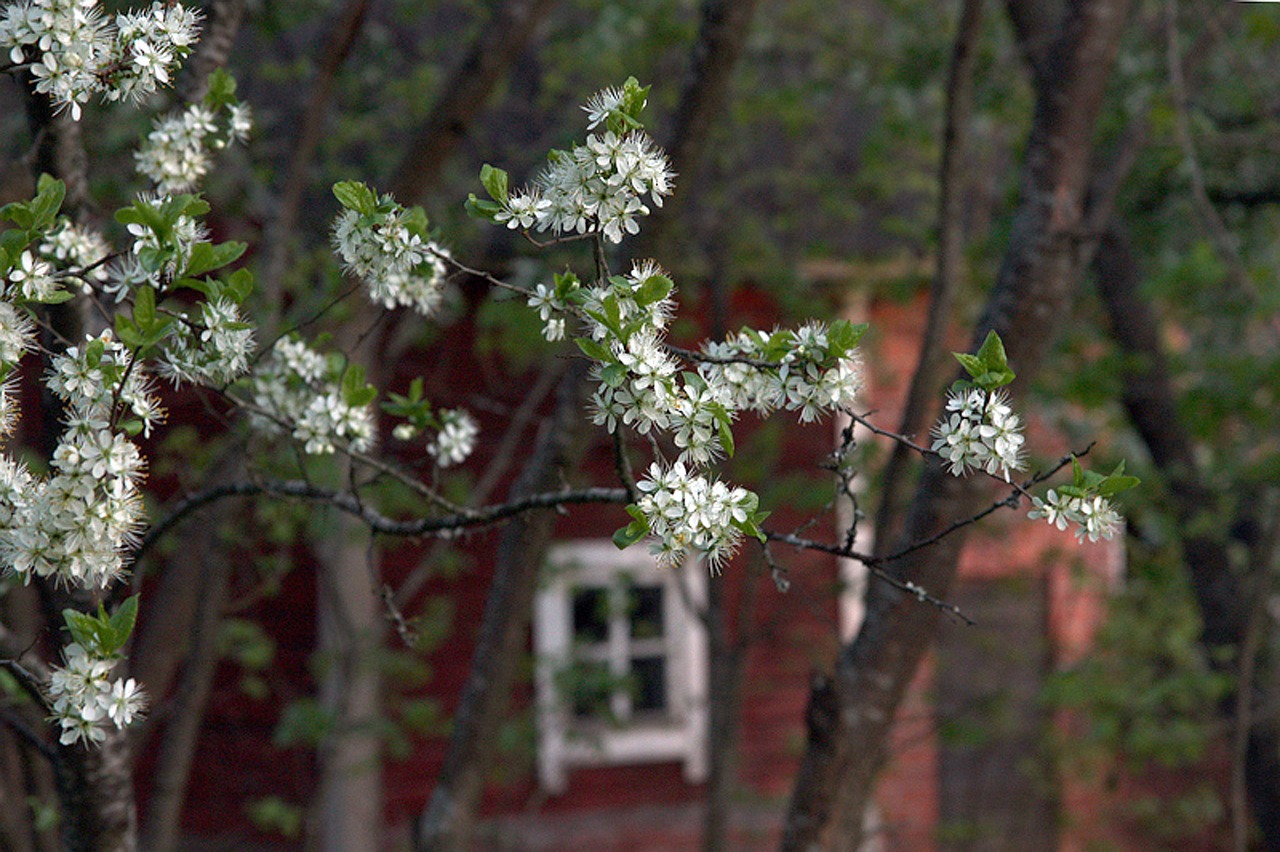 Image - summer cottage window tree