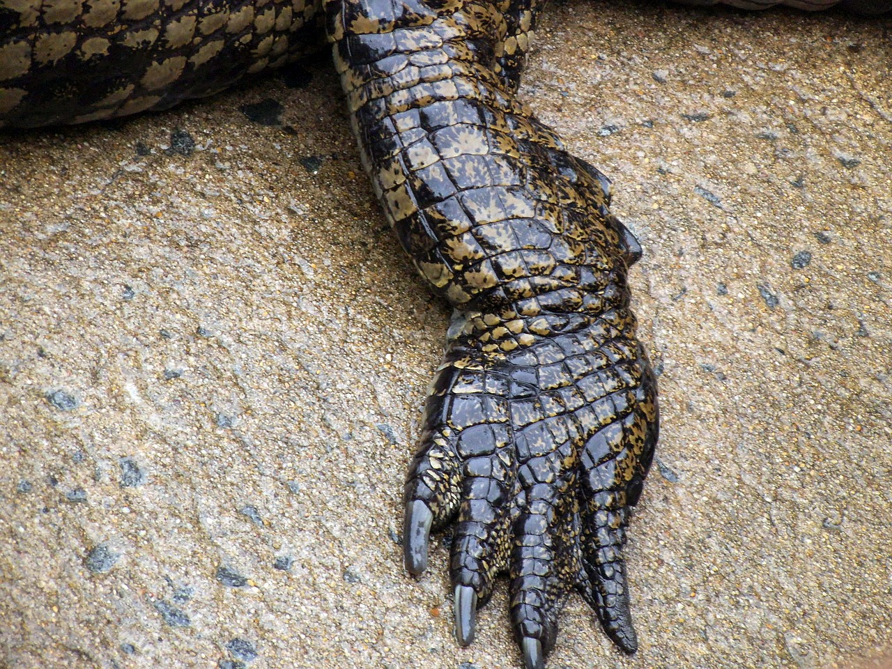 Image - crocodile animal nature gad limb