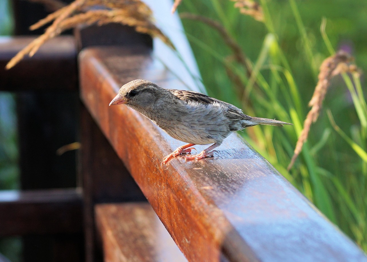 Image - sparrow bird nature garden feather