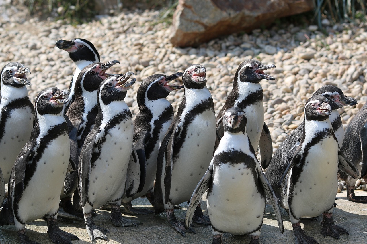 Image - penguin pilsen zoo group animal