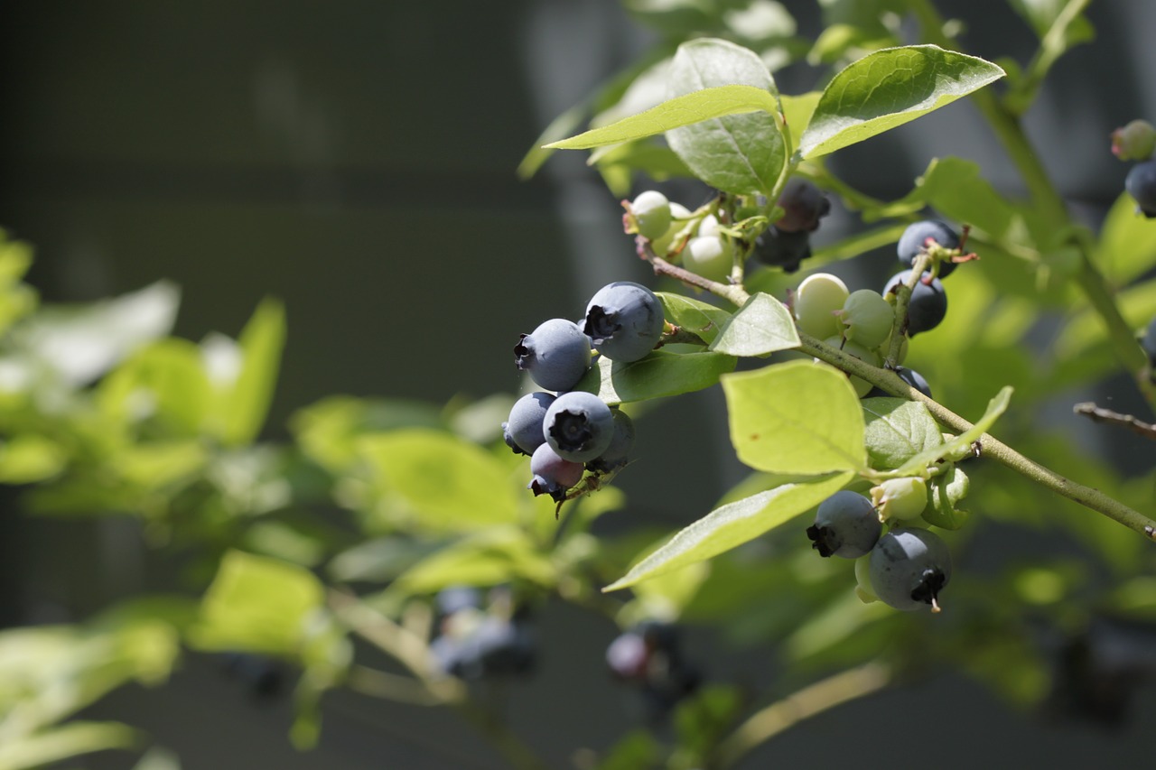 Image - berries nature blue plant fruits