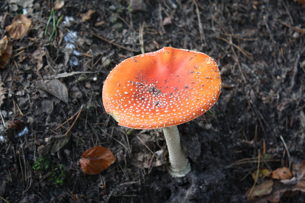 Image - fly agaric forest hamburg