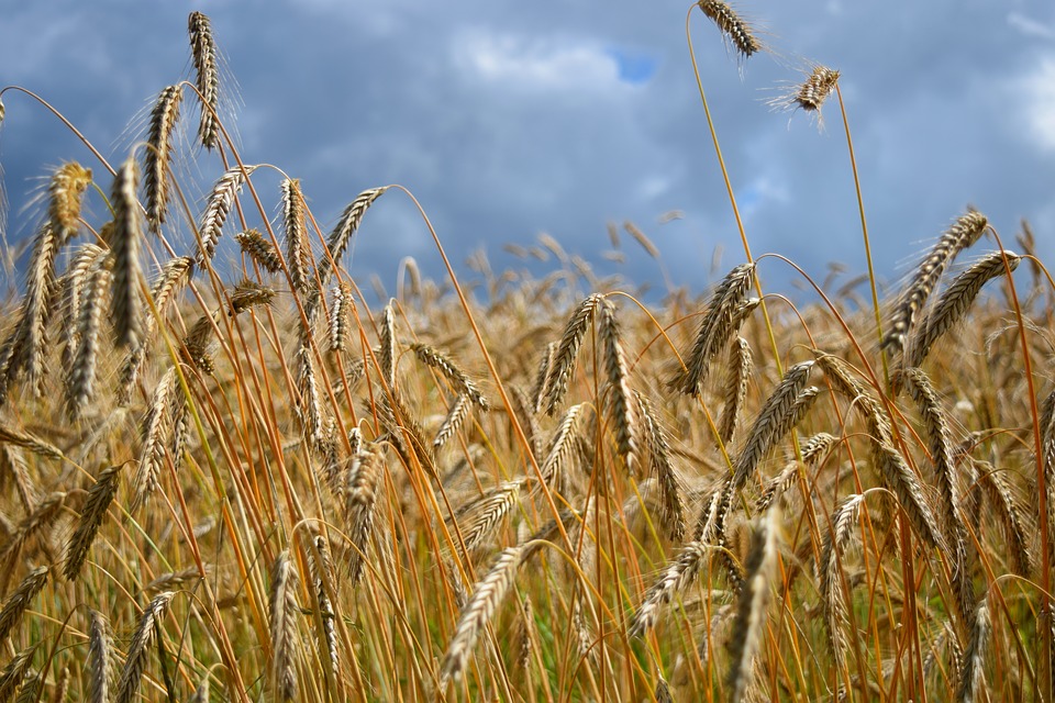 Image - field barley field cereals