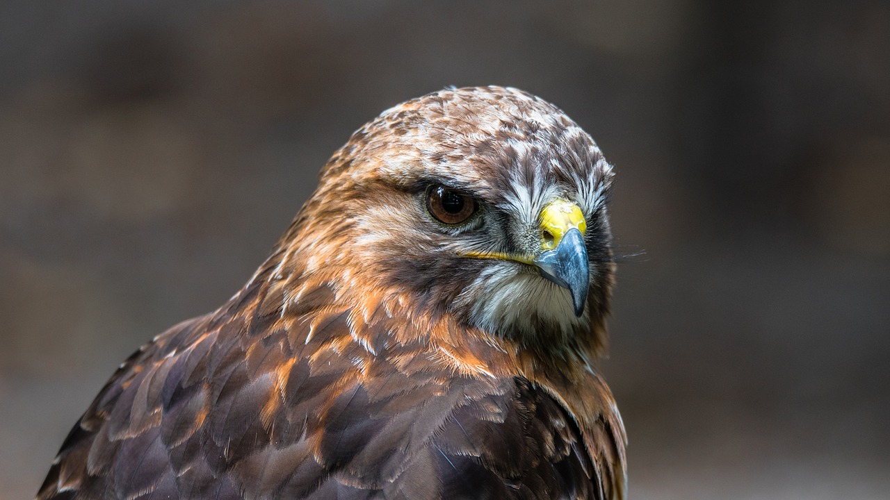 Image - buzzard predator bird wild sitting